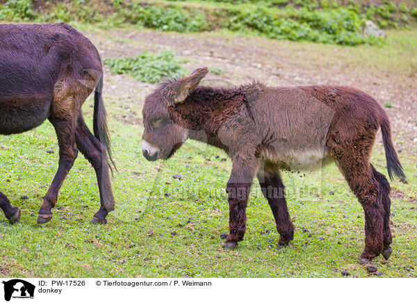 donkey / PW-17526
