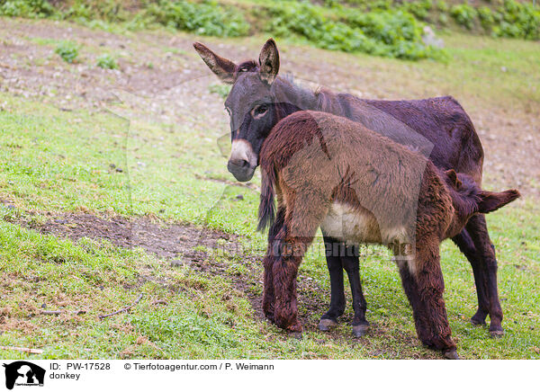 Esel / donkey / PW-17528