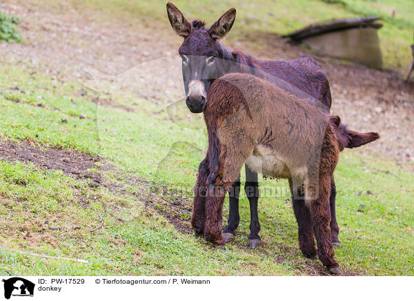 donkey / PW-17529