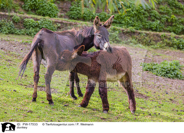 Esel / donkey / PW-17533