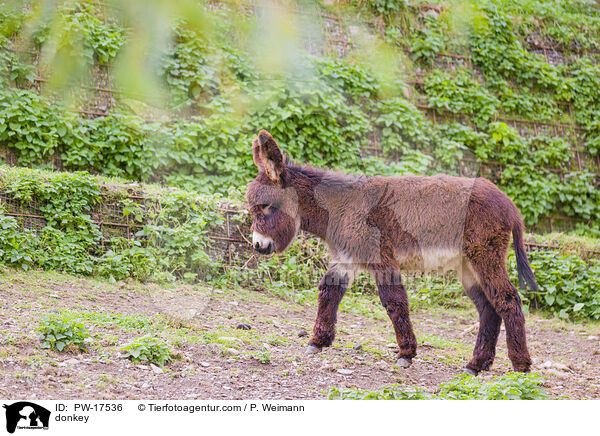 Esel / donkey / PW-17536