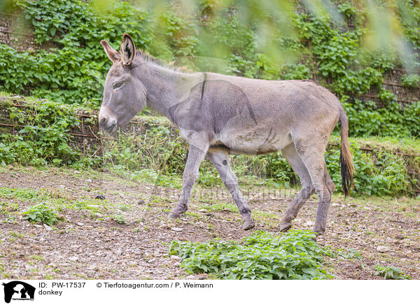 donkey / PW-17537