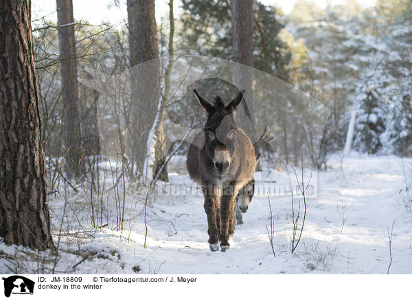 Esel im Winter / donkey in the winter / JM-18809