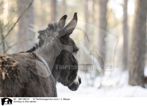 Esel im Winter / donkey in the winter / JM-18810