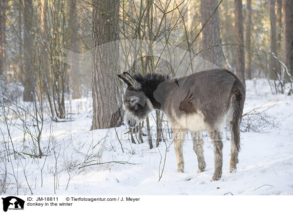 Esel im Winter / donkey in the winter / JM-18811