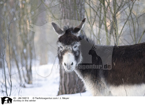 Esel im Winter / donkey in the winter / JM-18813