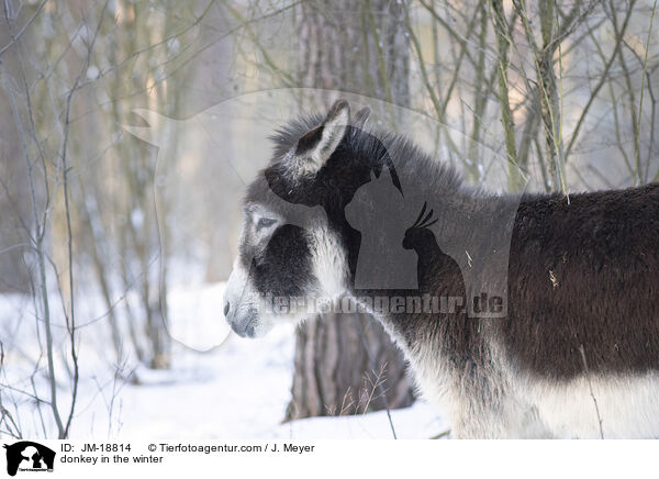 Esel im Winter / donkey in the winter / JM-18814