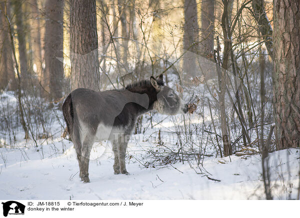 donkey in the winter / JM-18815