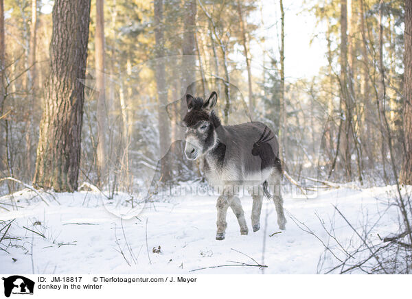 donkey in the winter / JM-18817