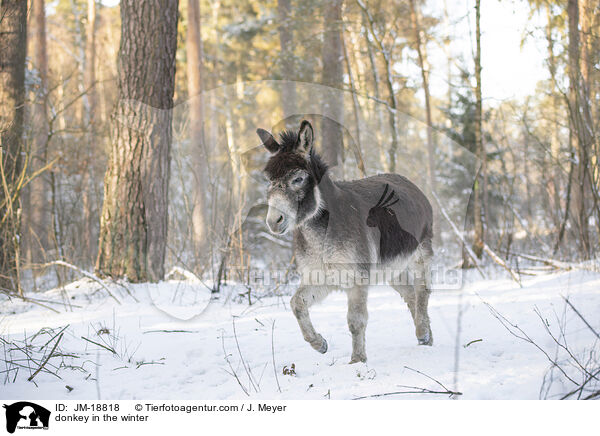 Esel im Winter / donkey in the winter / JM-18818