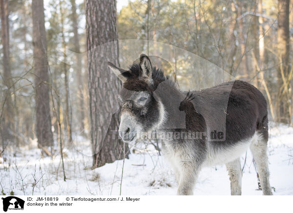 Esel im Winter / donkey in the winter / JM-18819