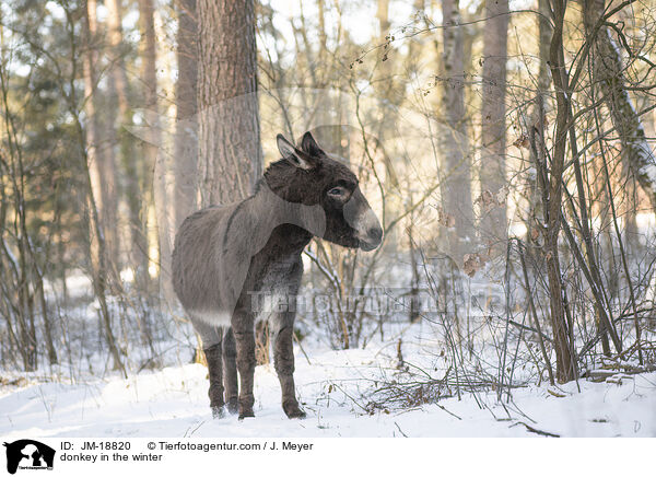 Esel im Winter / donkey in the winter / JM-18820
