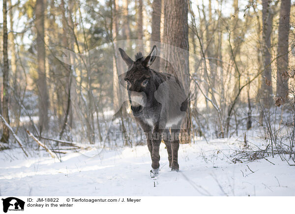 Esel im Winter / donkey in the winter / JM-18822