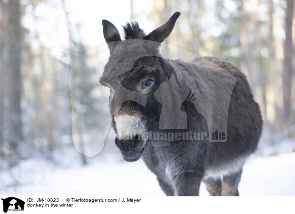 Esel im Winter / donkey in the winter / JM-18823