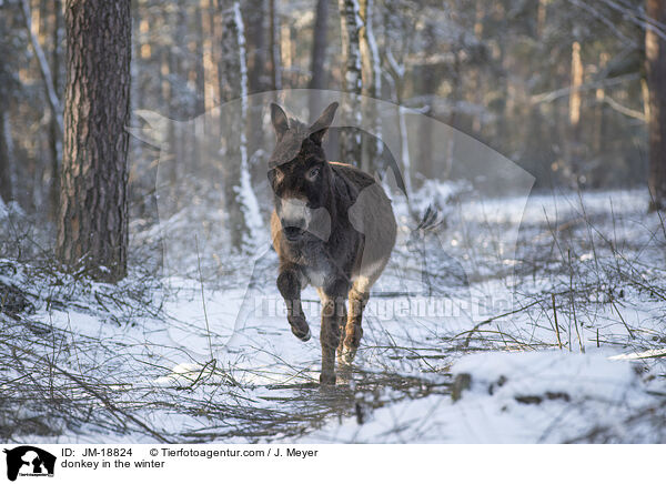 Esel im Winter / donkey in the winter / JM-18824