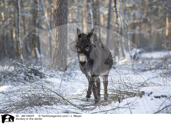 donkey in the winter / JM-18825