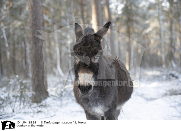 Esel im Winter / donkey in the winter / JM-18828