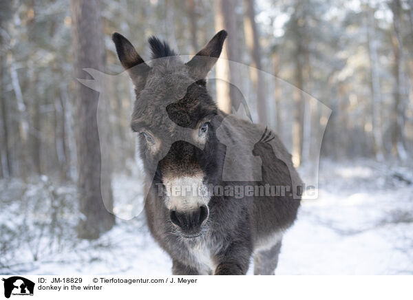 Esel im Winter / donkey in the winter / JM-18829