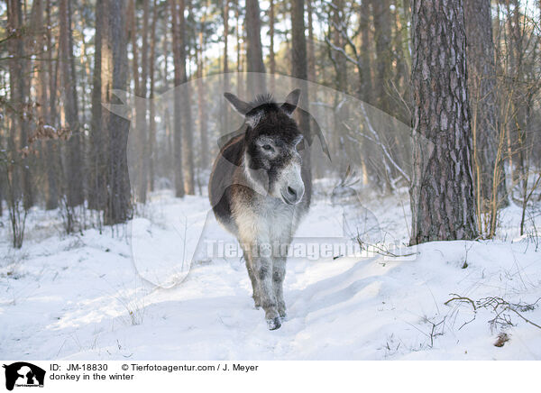 Esel im Winter / donkey in the winter / JM-18830