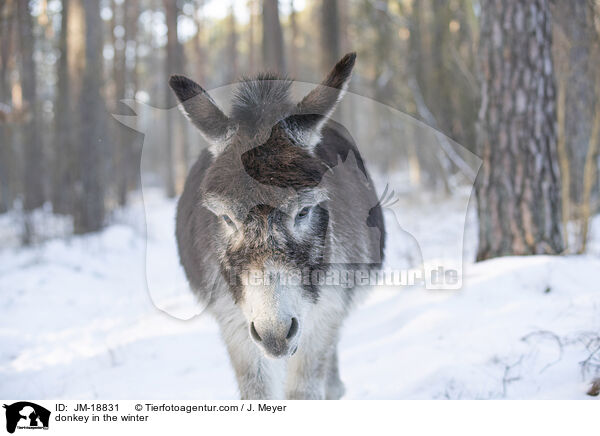 donkey in the winter / JM-18831