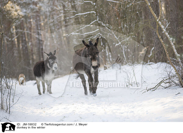 Esel im Winter / donkey in the winter / JM-18832