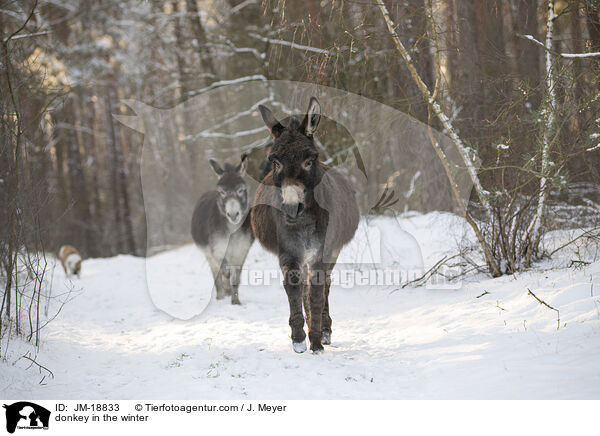 Esel im Winter / donkey in the winter / JM-18833