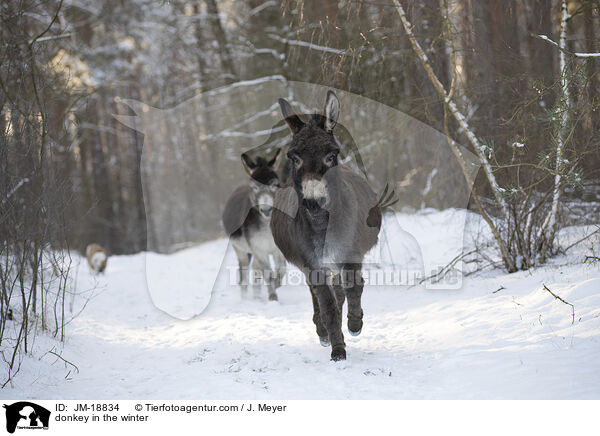Esel im Winter / donkey in the winter / JM-18834