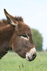 donkey