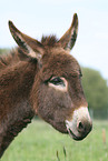 donkey