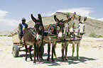 donkey cart