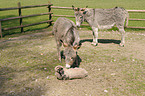 donkeys