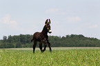 donkey foal