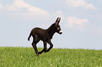 donkey foal