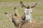 donkeys