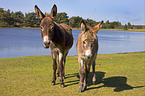 donkeys