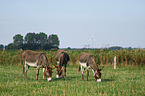 donkeys