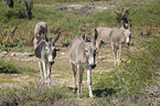 donkeys