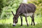 grazing donkey
