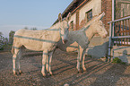 white Donkeys portrait