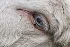 white Donkey eye