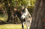 standing Donkeys