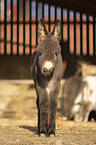 standing Donkey foal