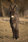 standing Donkey foal