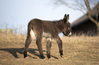 walking Donkey foal