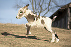 running Donkey foal