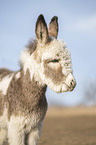 Donkey foal