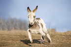 running Donkey foal