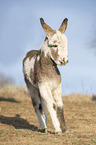 running Donkey foal