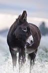 Donkey in the winter