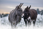 Donkeys in the winter
